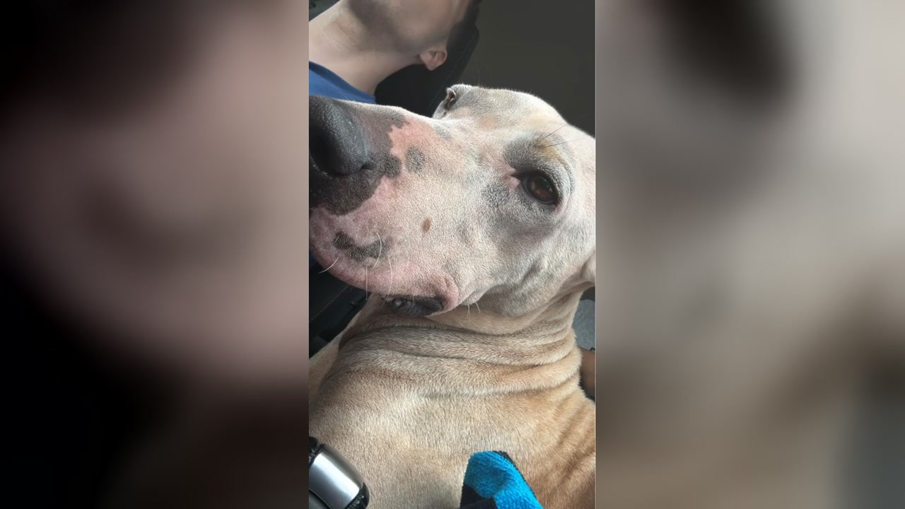 FOUND PET - Oahu | Stolen Stuff Hawaii