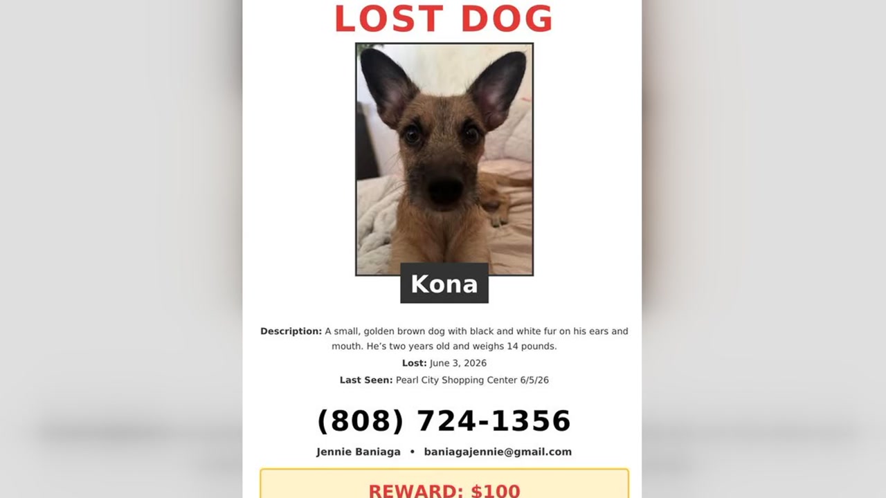 LOST PET - Oahu | Stolen Stuff Hawaii