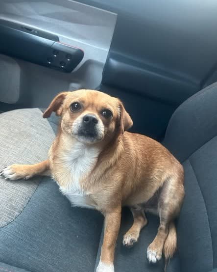 LOST PET - Oahu | SSH Search