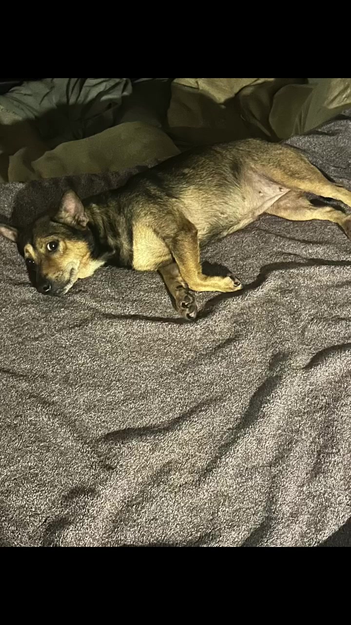 LOST PET - Oahu | Stolen Stuff Hawaii
