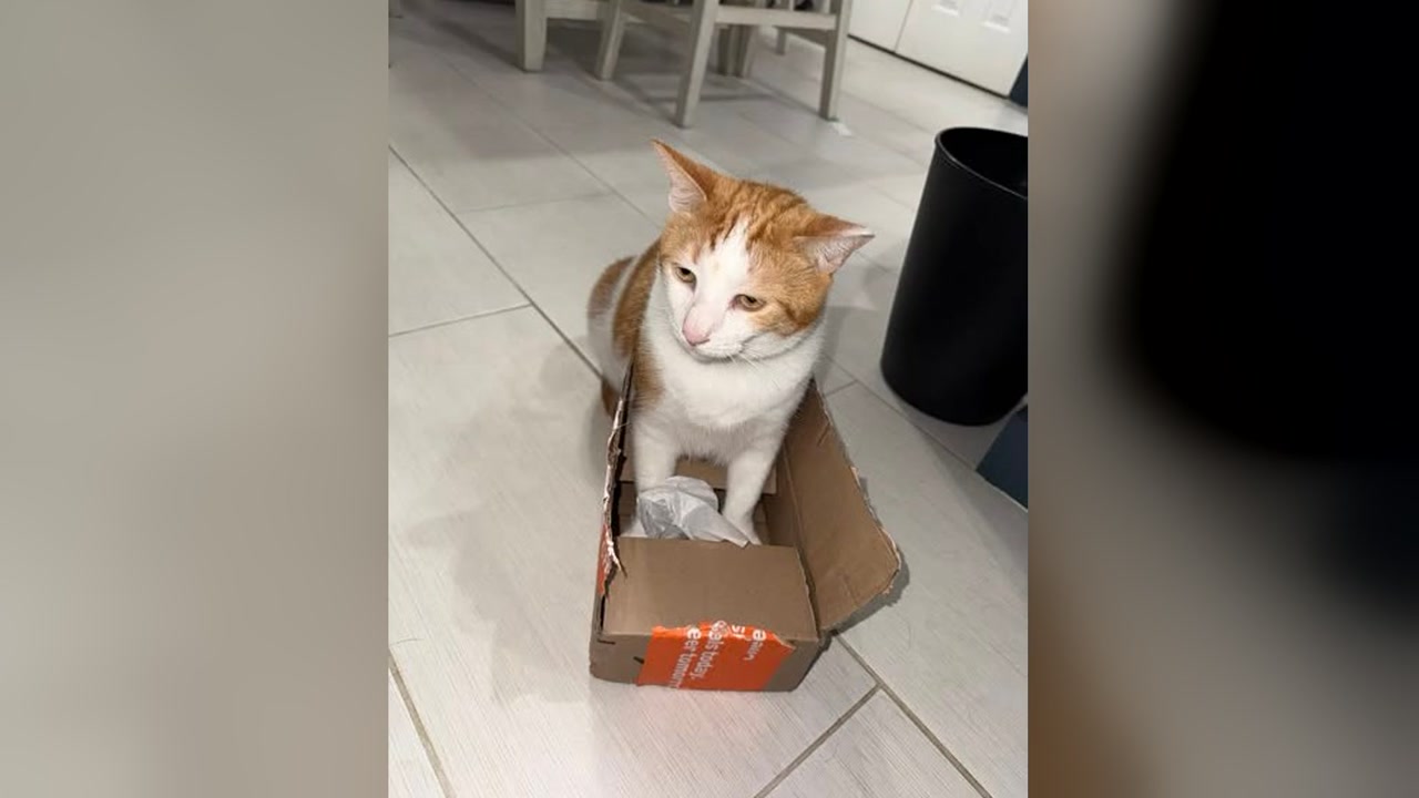 LOST PET - Oahu | Stolen Stuff Hawaii