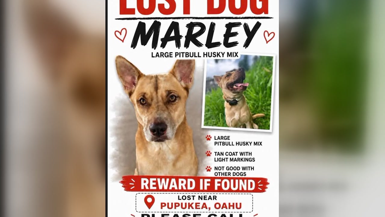 LOST PET - Oahu | Stolen Stuff Hawaii