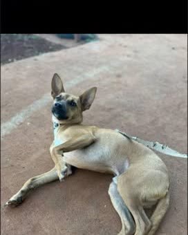 LOST PET - Oahu | SSH Search