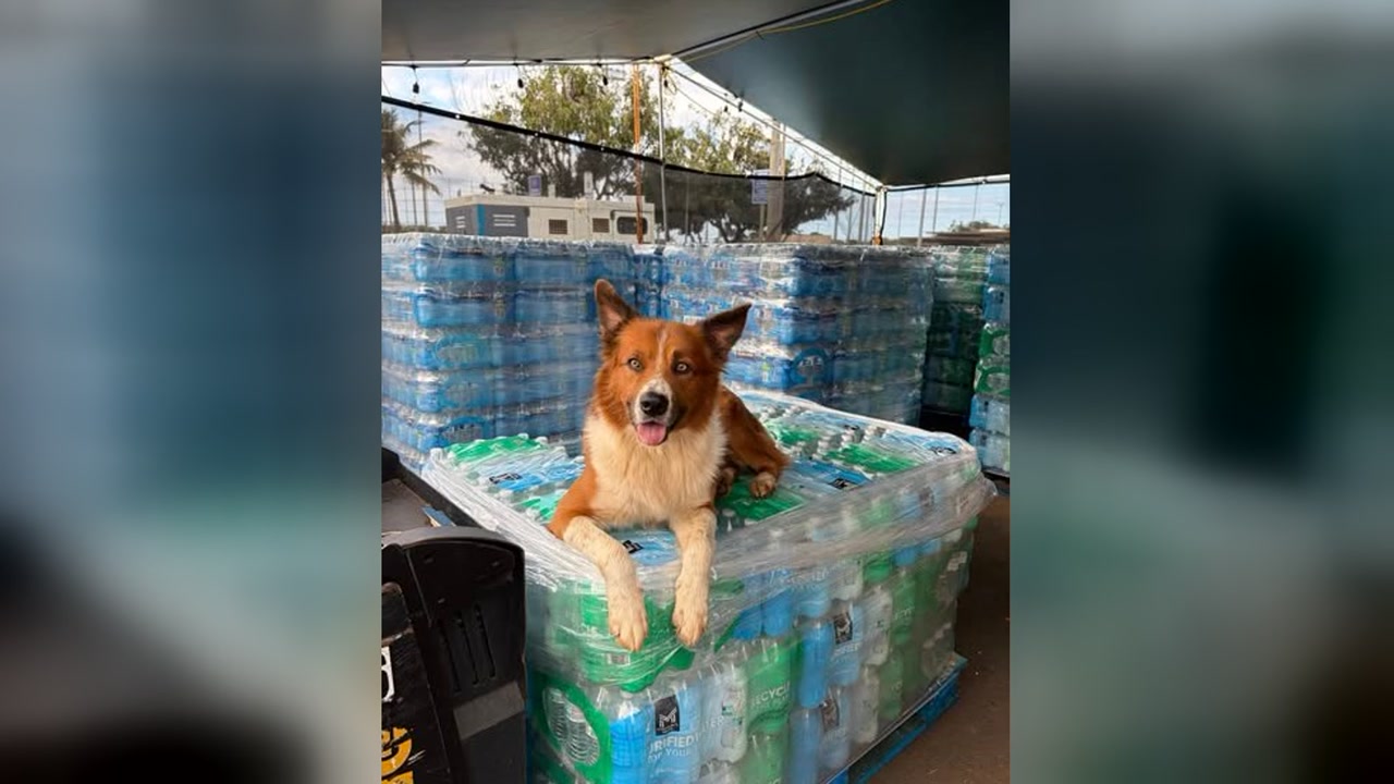 LOST PET - Oahu | Stolen Stuff Hawaii
