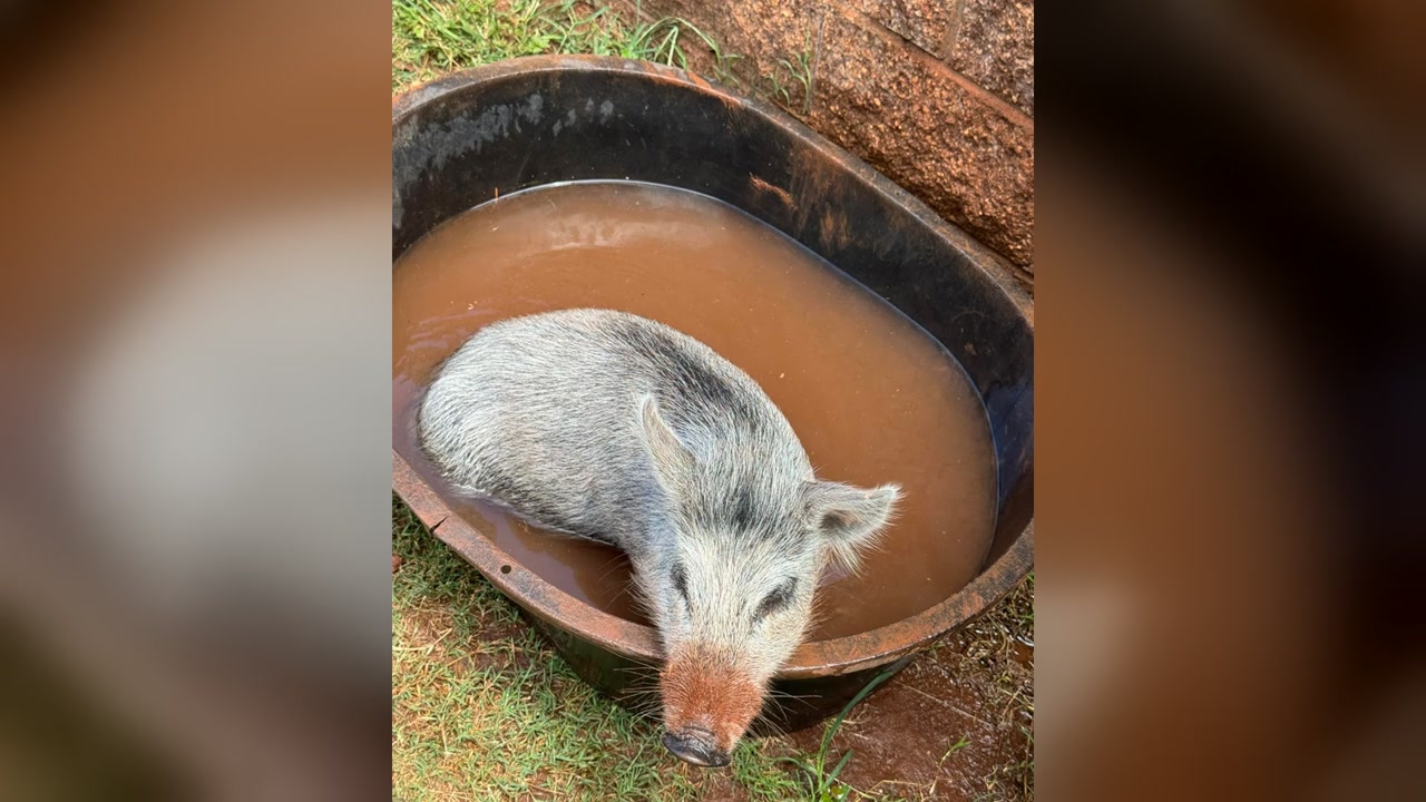LOST PET - Oahu | Stolen Stuff Hawaii