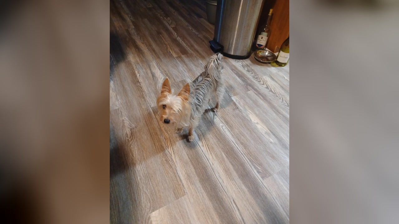 LOST PET - Oahu | Stolen Stuff Hawaii