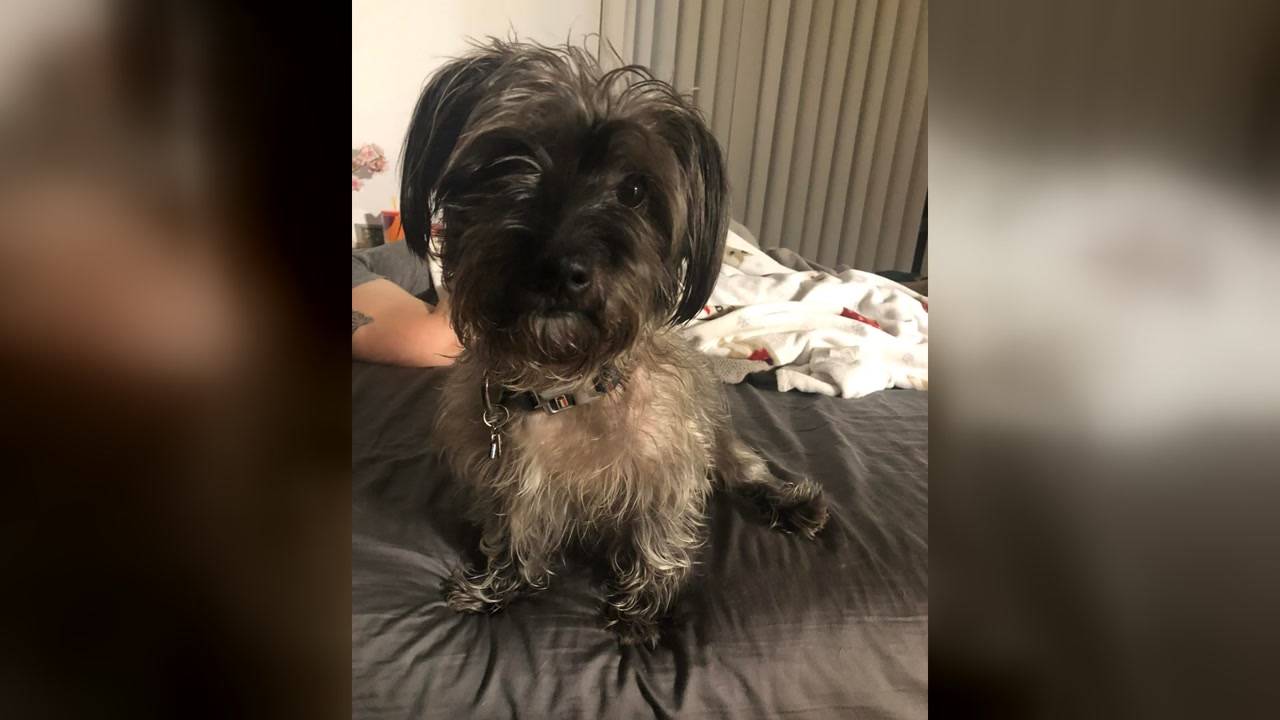 LOST PET - Oahu | Stolen Stuff Hawaii