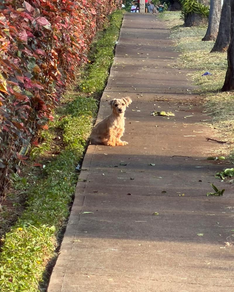 ANIMAL SIGHTING - Oahu | SSH Search