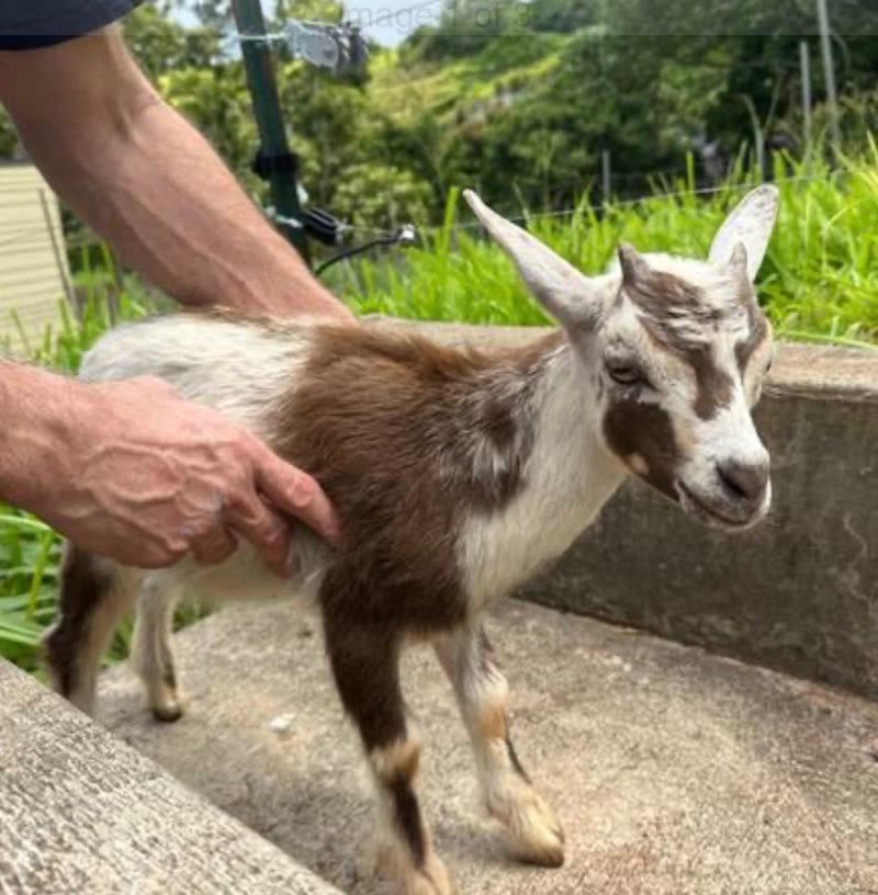 LOST PET - Oahu | SSH Search