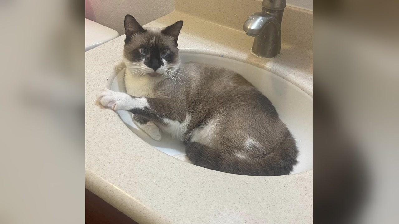 LOST PET - Oahu | Stolen Stuff Hawaii
