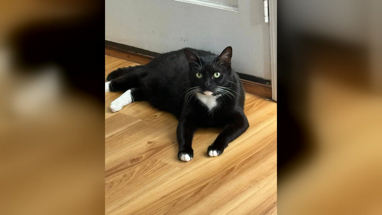 LOST PET - Oahu | Stolen Stuff Hawaii