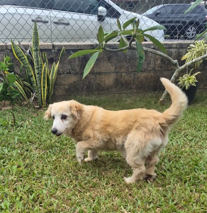 FOUND PET - Oahu | SSH Search
