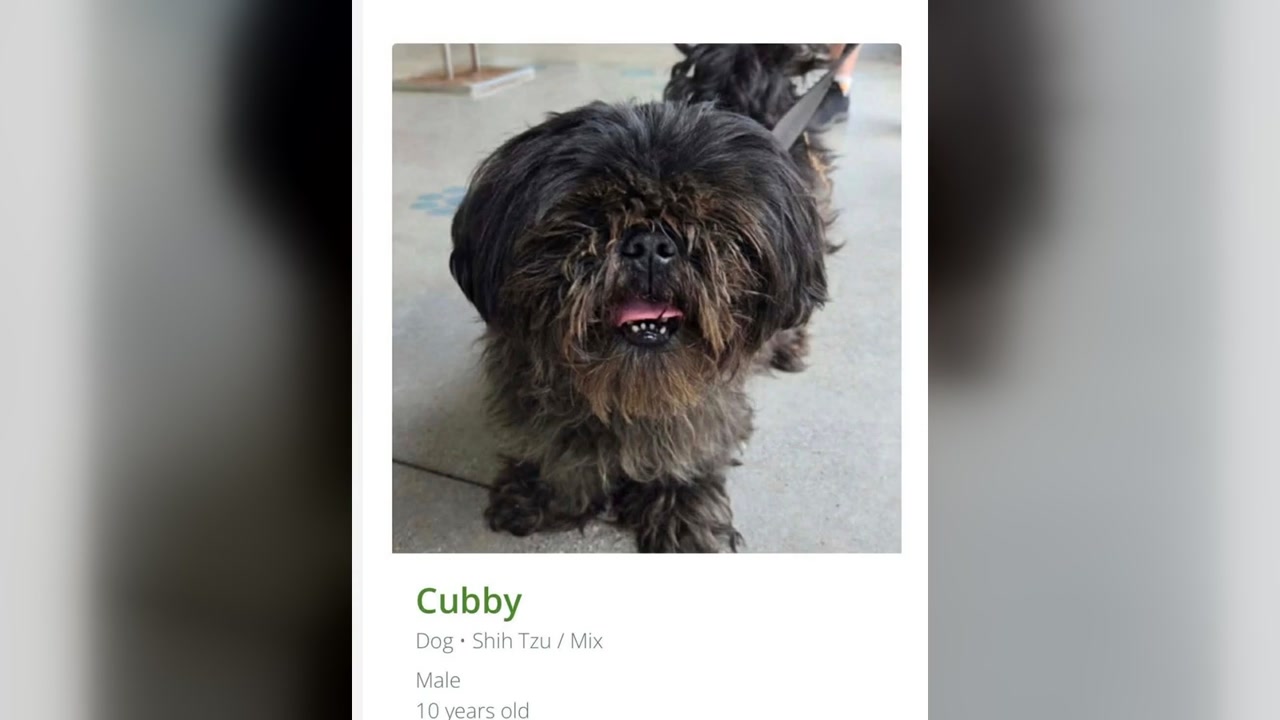 FOUND PET - Oahu | Stolen Stuff Hawaii