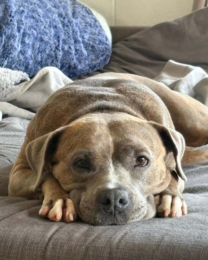 FOUND PET - Oahu | SSH Search