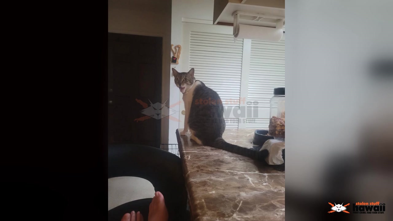 LOST PET - Oahu | Stolen Stuff Hawaii
