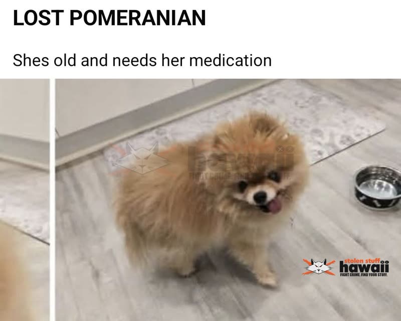 LOST PET - Oahu | SSH Search