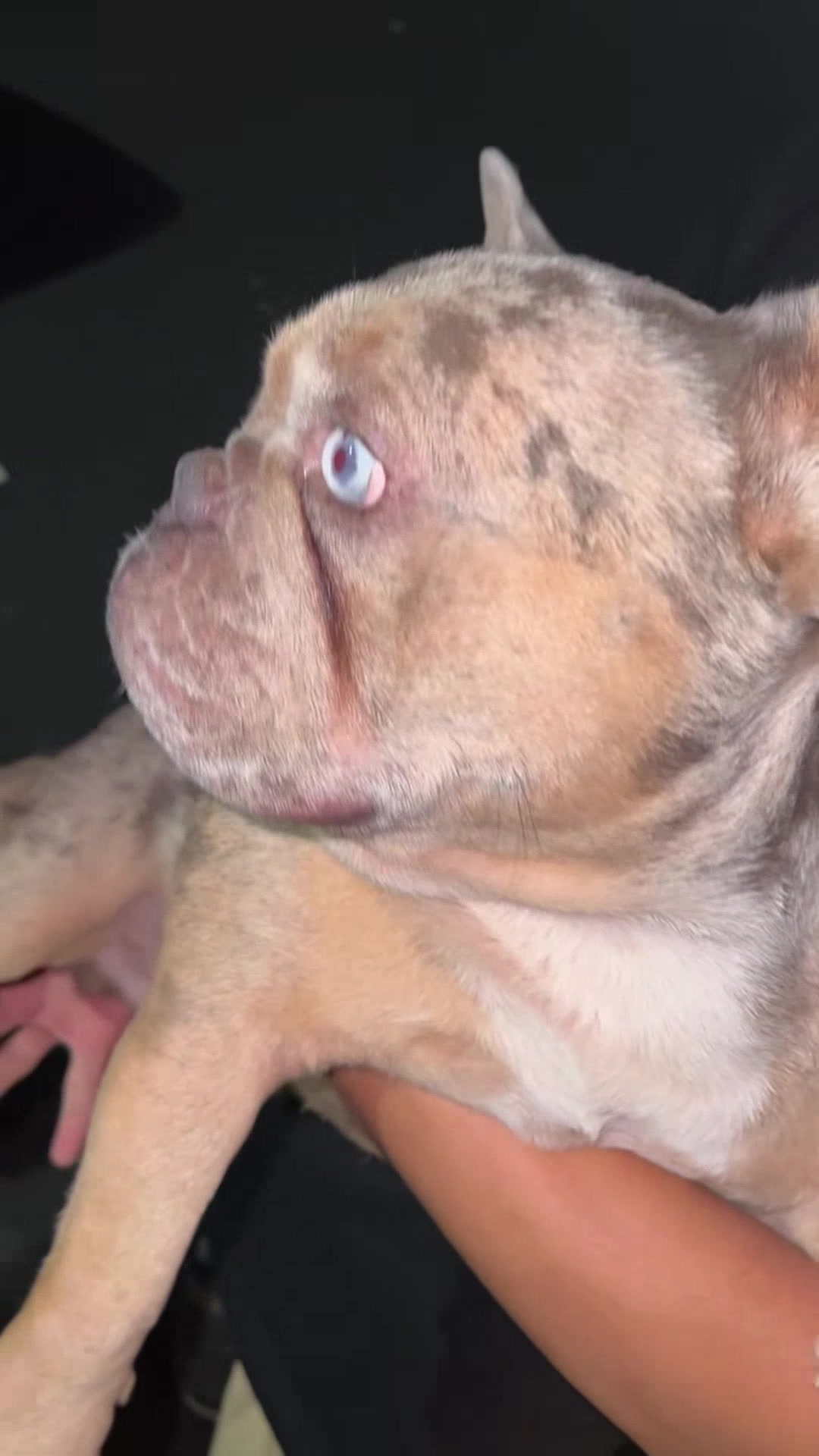 FOUND PET - Oahu | Stolen Stuff Hawaii