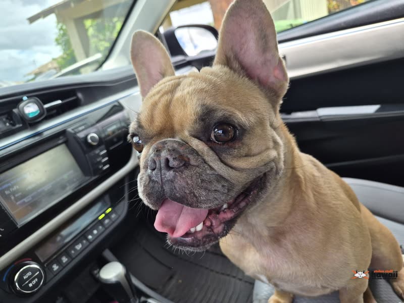 FOUND PET - Oahu | SSH Search