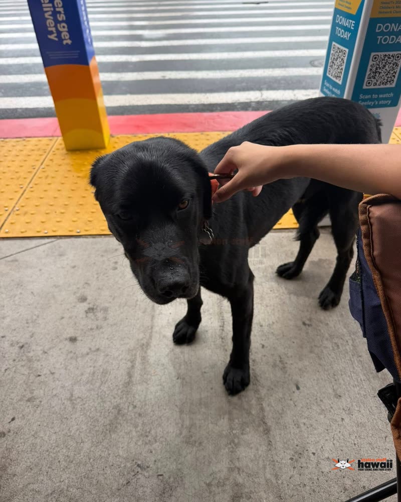 FOUND PET - Oahu | SSH Search
