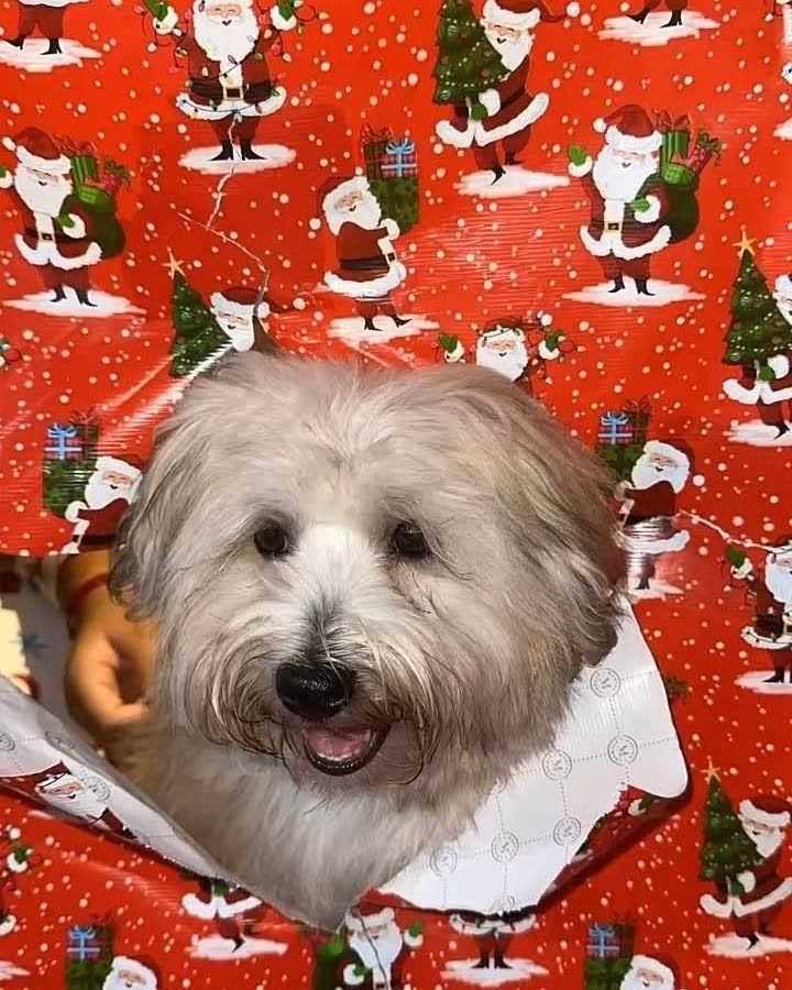 LOST PET - Oahu | SSH Search