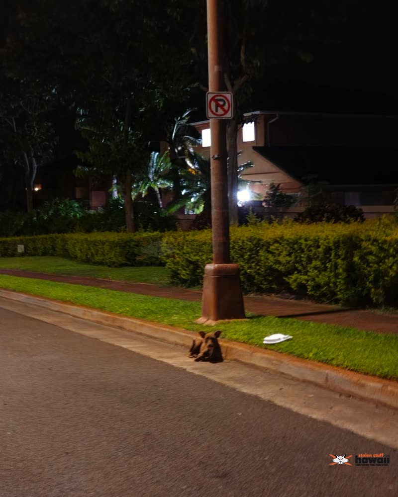 FOUND PET - Oahu | SSH Search