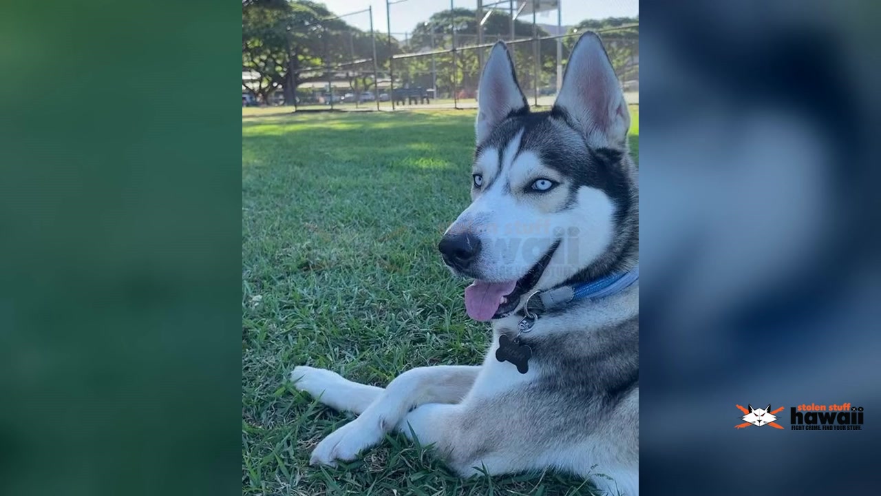 LOST PET - Oahu | Stolen Stuff Hawaii