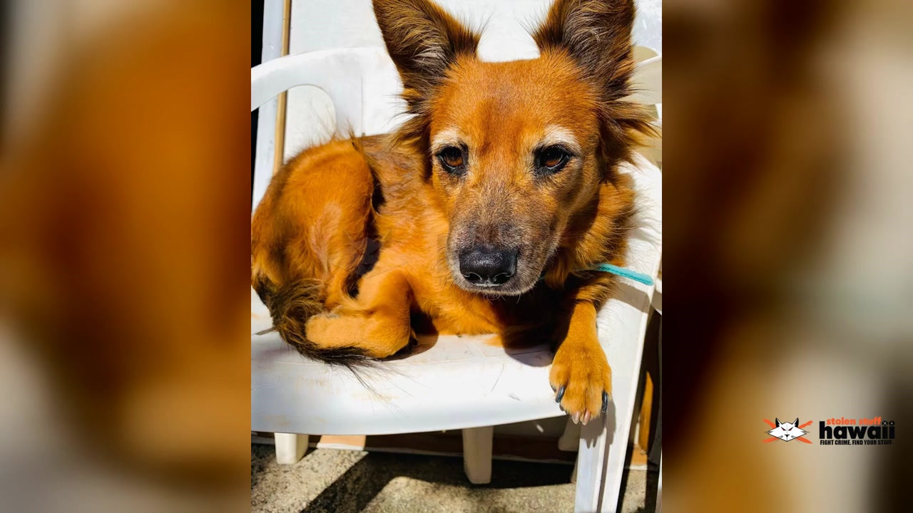 LOST PET - Oahu | Stolen Stuff Hawaii