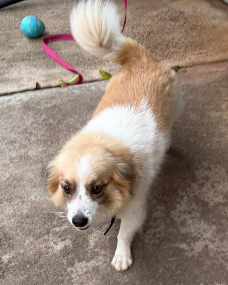LOST PET - Oahu | SSH Search