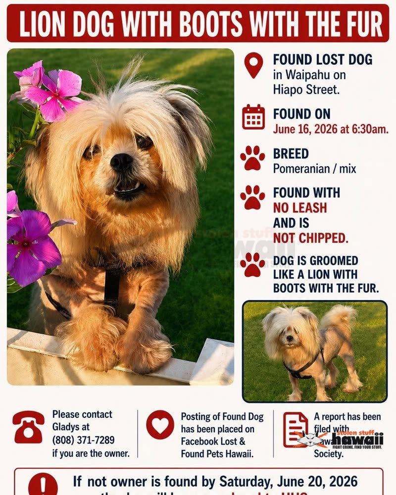 FOUND PET - Oahu | SSH Search