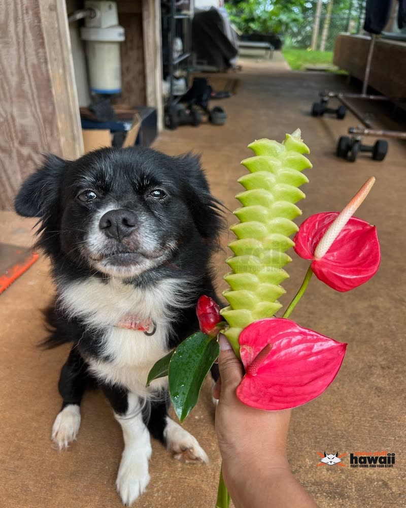 LOST PET - Oahu | SSH Search