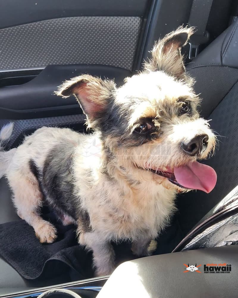ANIMAL SIGHTING - Oahu | SSH Search