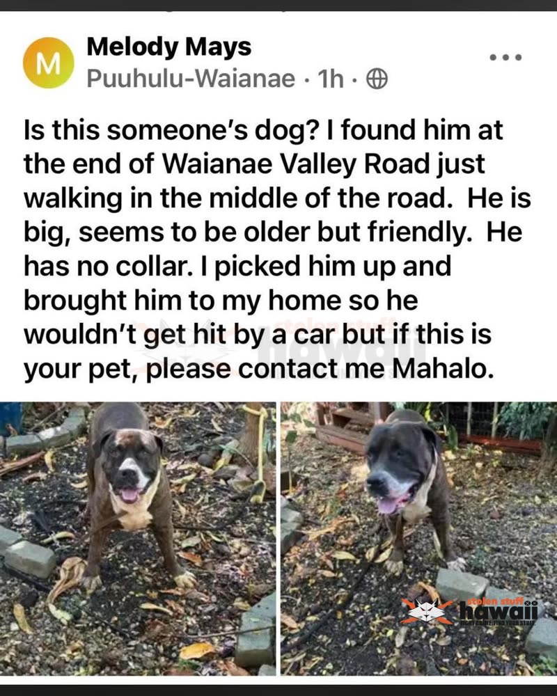 FOUND PET - Oahu | SSH Search