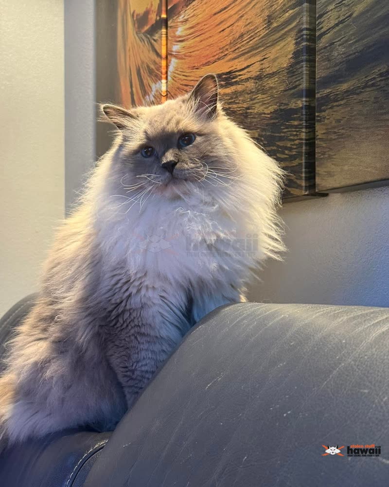 LOST PET - Oahu | SSH Search