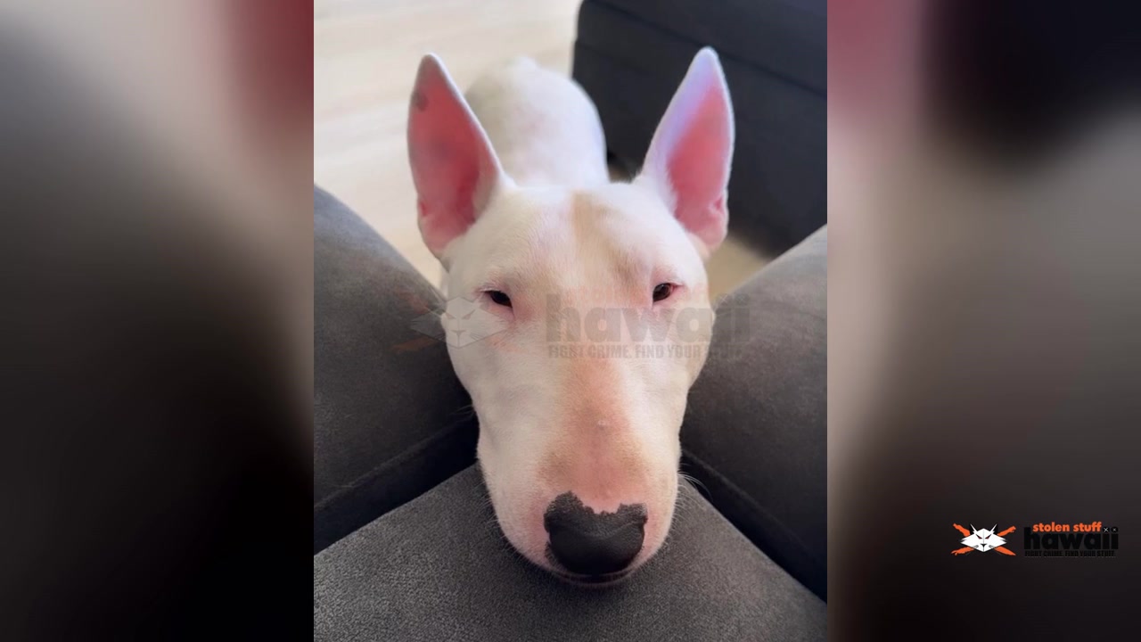 LOST PET - Oahu | Stolen Stuff Hawaii