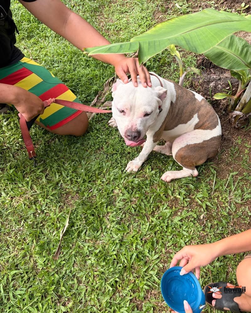 FOUND PET - Oahu | SSH Search