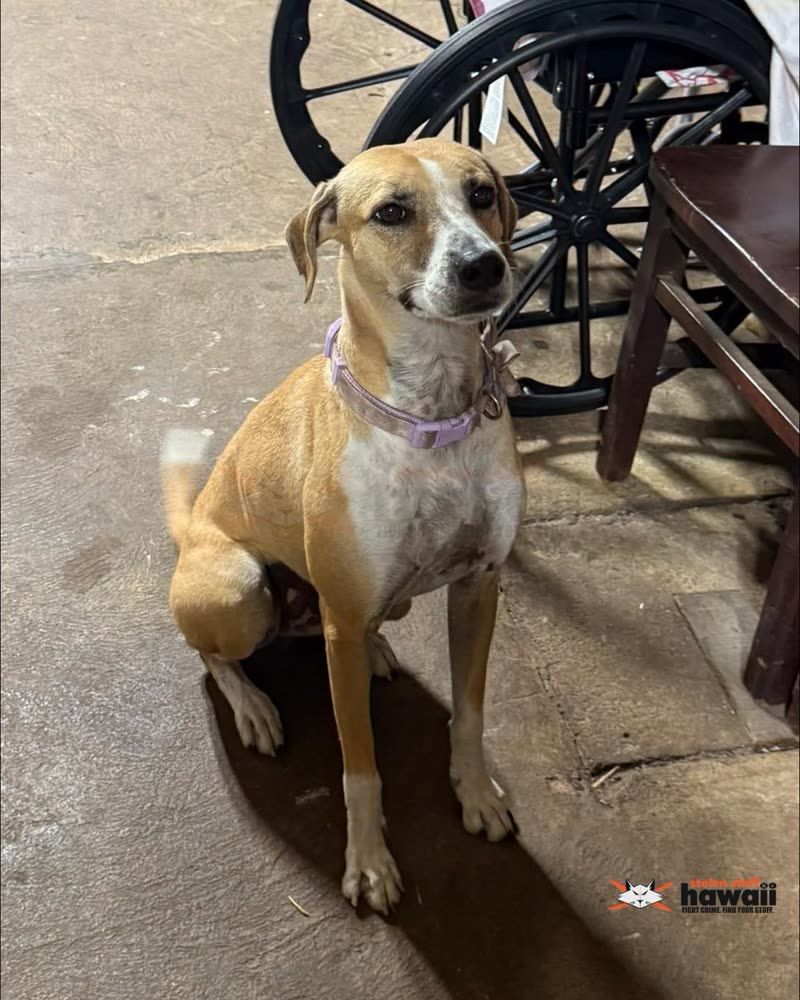 LOST PET - Oahu | SSH Search