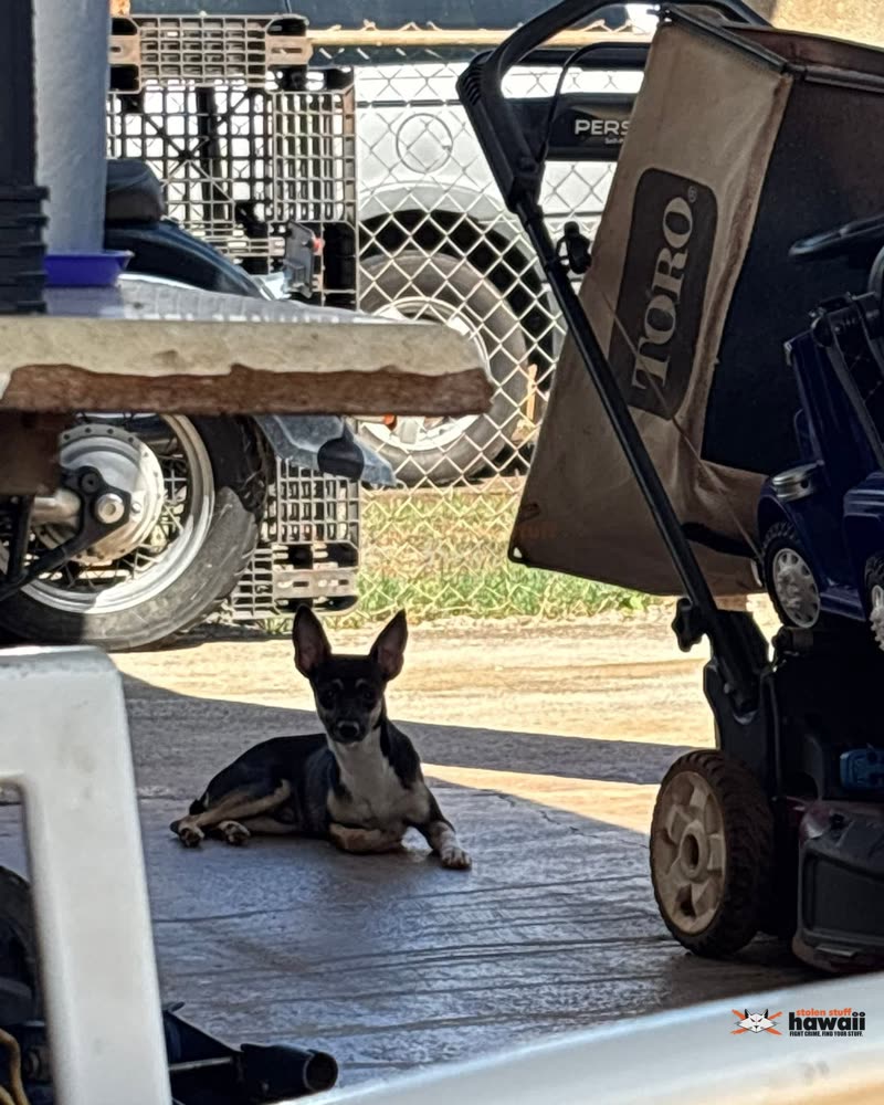 FOUND PET - Oahu | SSH Search