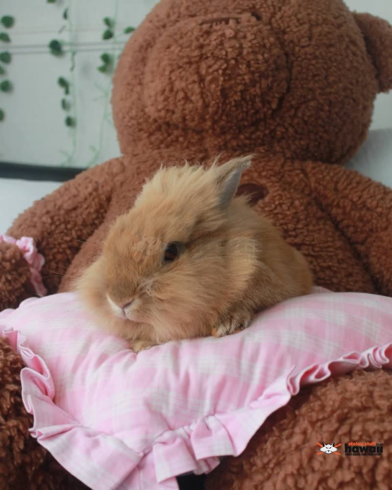 LOST PET - Oahu | SSH Search