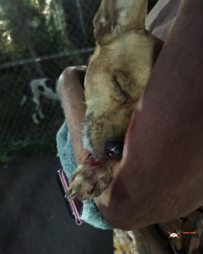 FOUND PET - Oahu | SSH Search