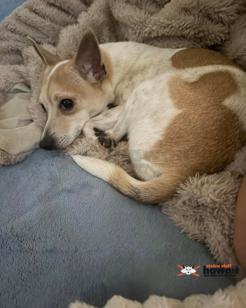 LOST PET - Oahu | SSH Search
