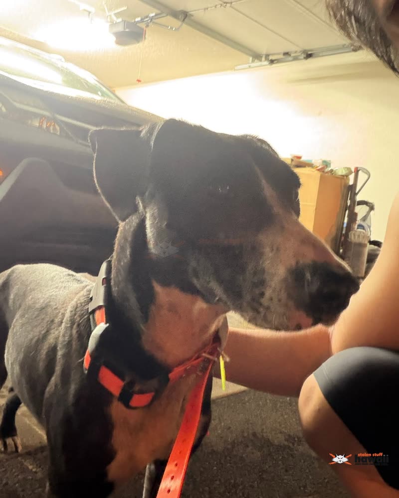 FOUND PET - Oahu | SSH Search