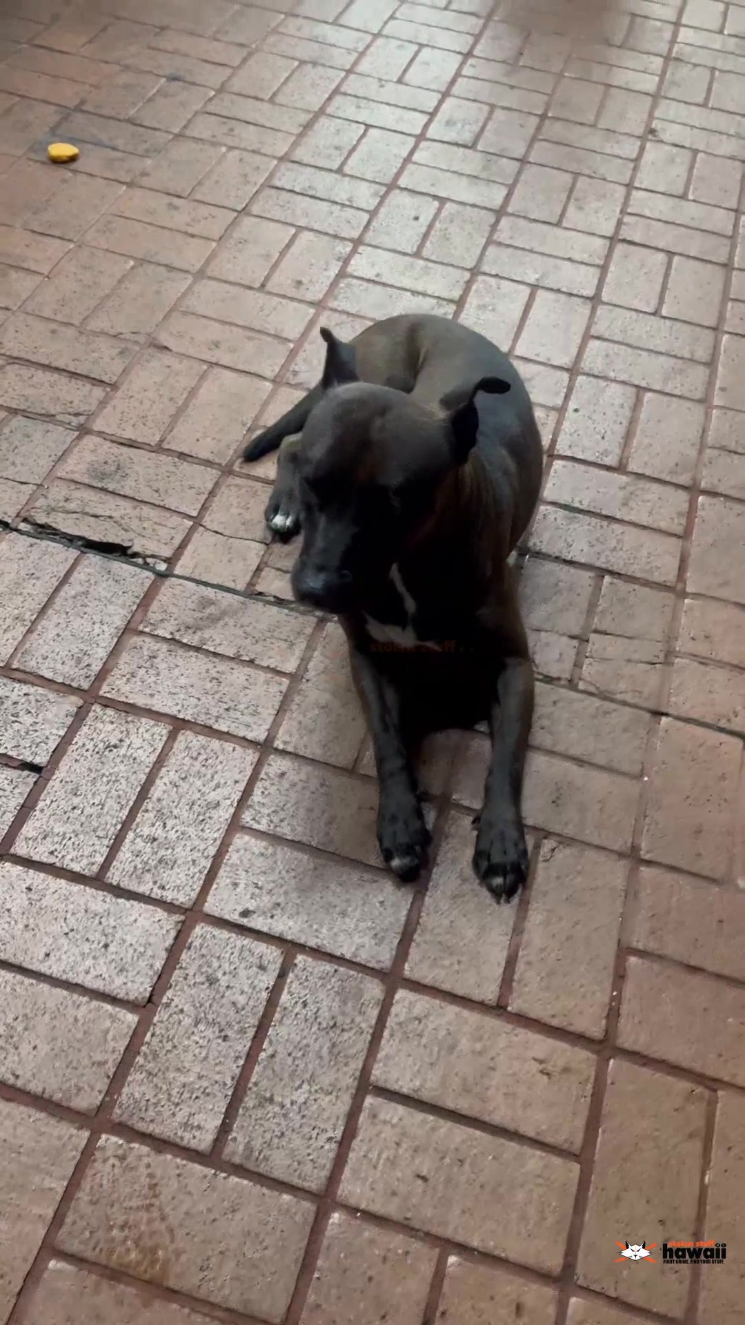 FOUND PET - Oahu | Stolen Stuff Hawaii