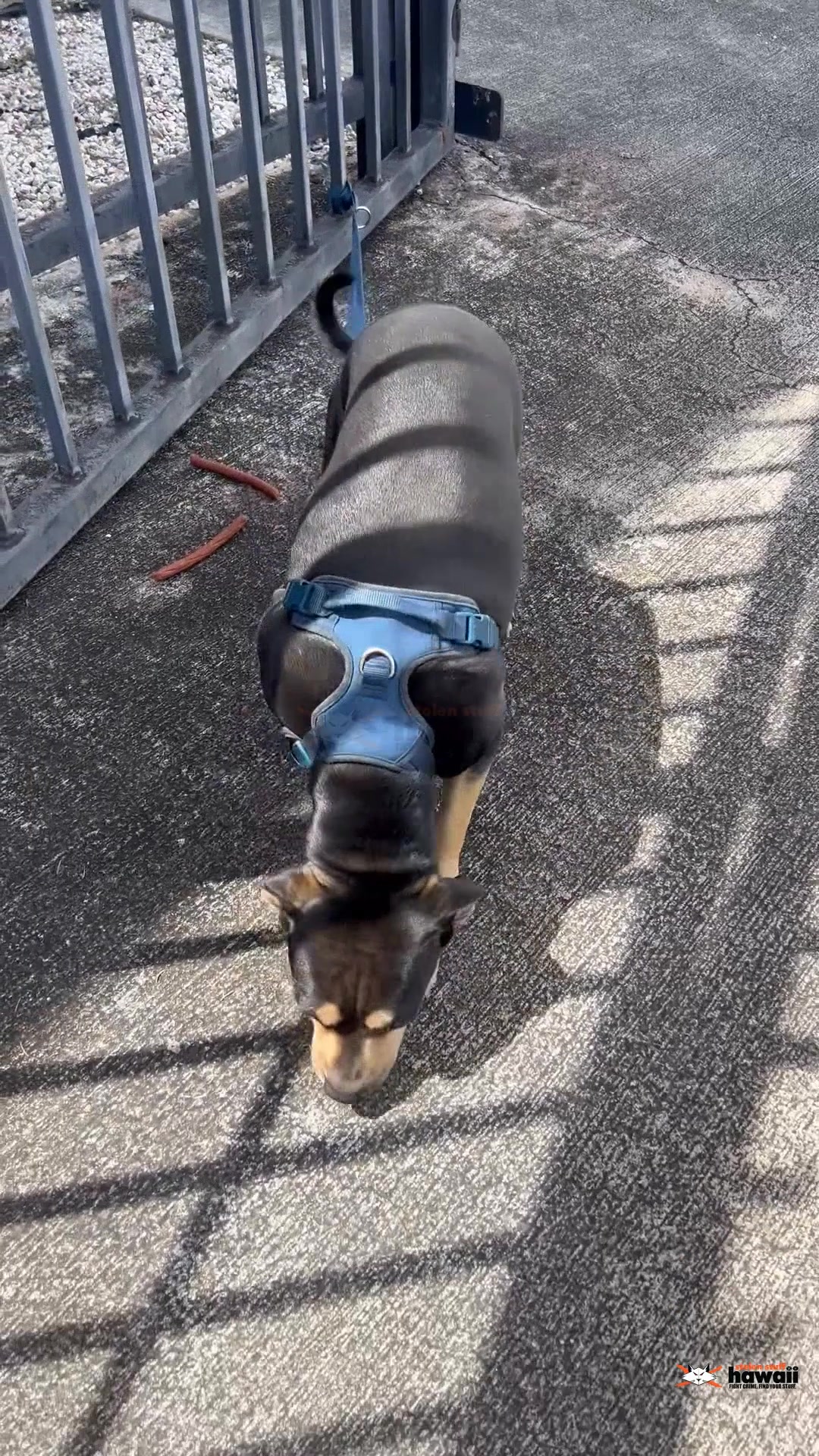 FOUND PET - Oahu | Stolen Stuff Hawaii