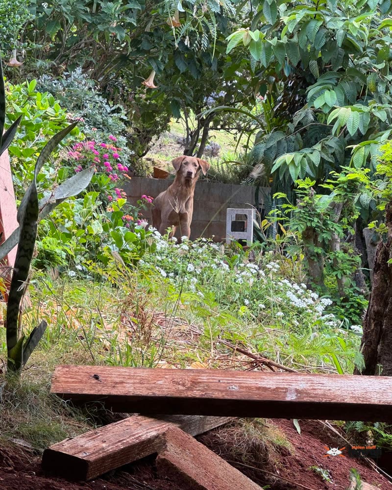 ANIMAL SIGHTING - Oahu | SSH Search