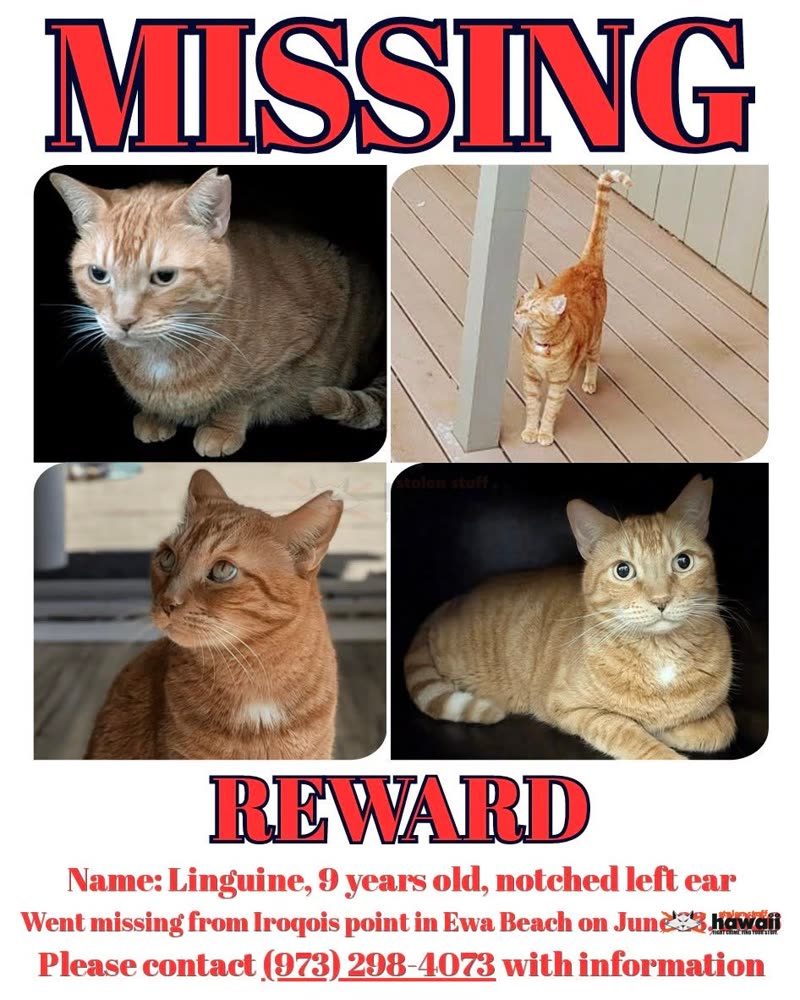 LOST PET - Oahu | SSH Search