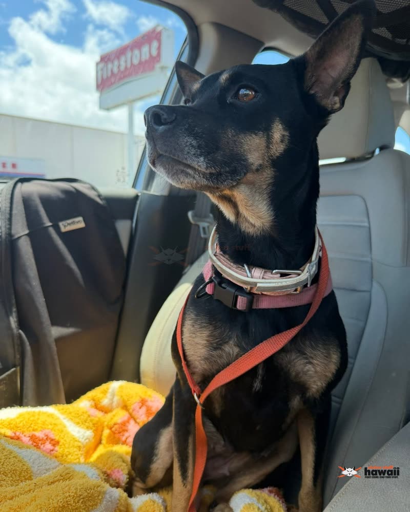 LOST PET - Oahu | SSH Search