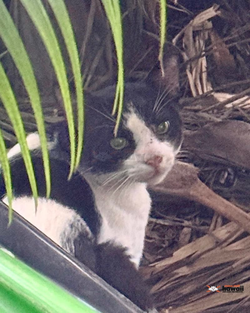 ANIMAL SIGHTING - Oahu | SSH Search