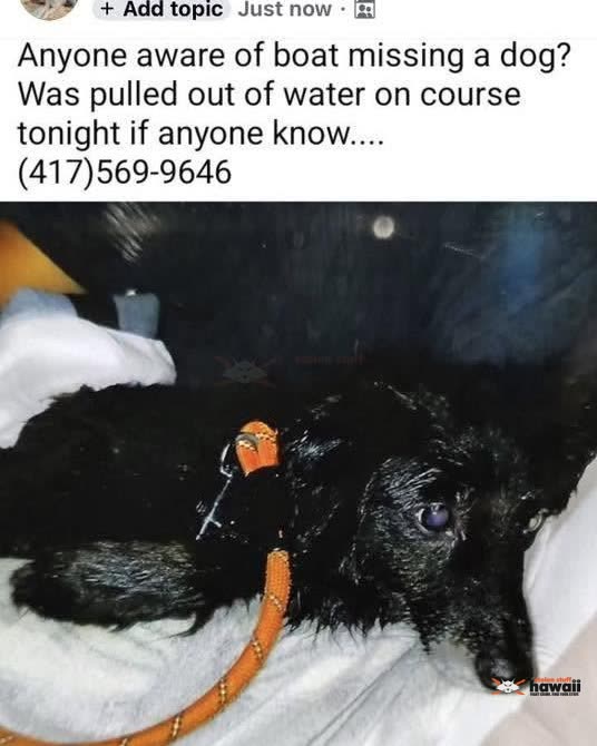 FOUND PET - Oahu | SSH Search