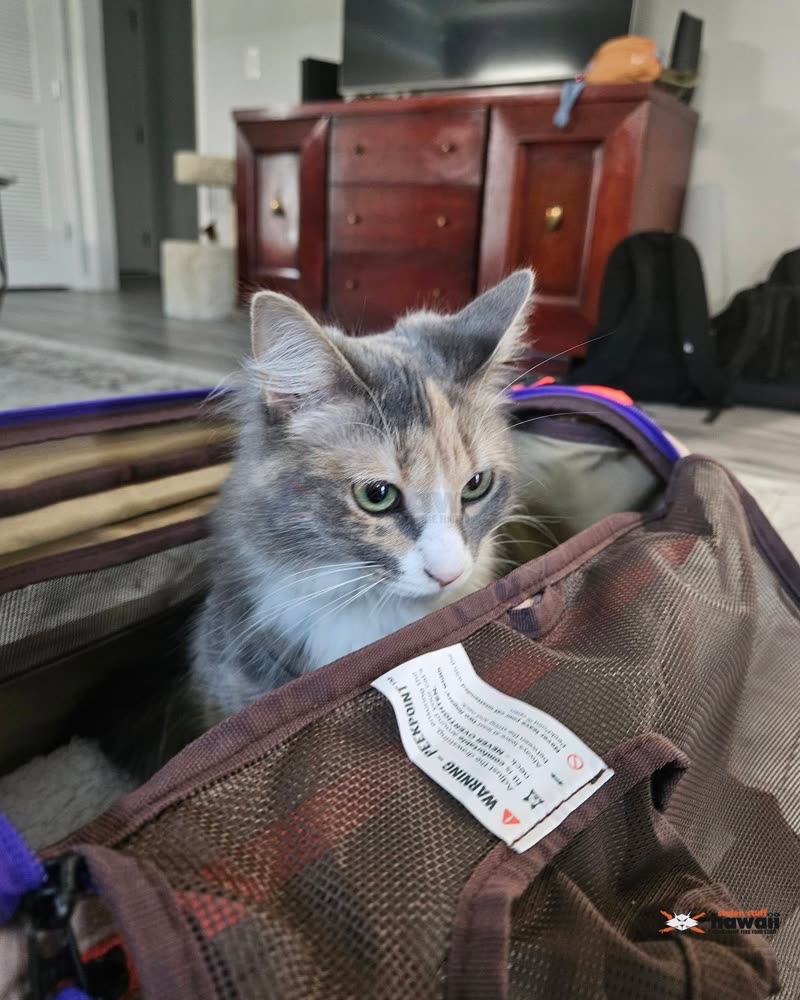 LOST PET - Oahu | SSH Search
