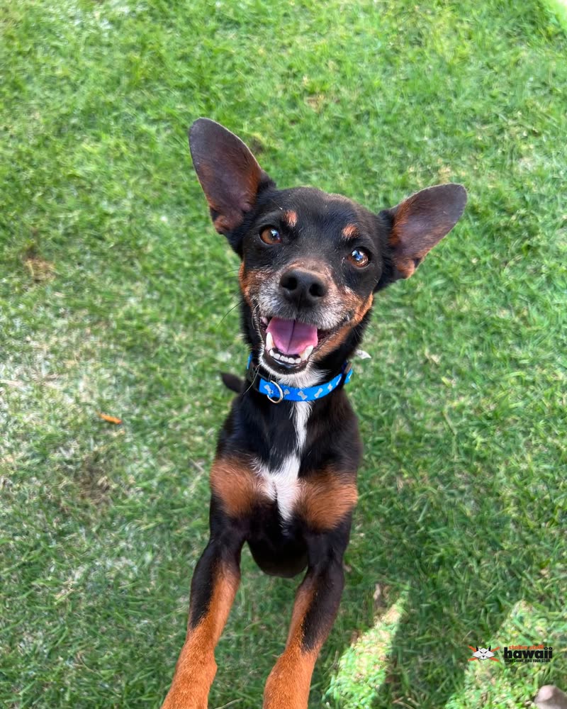 LOST PET - Oahu | SSH Search